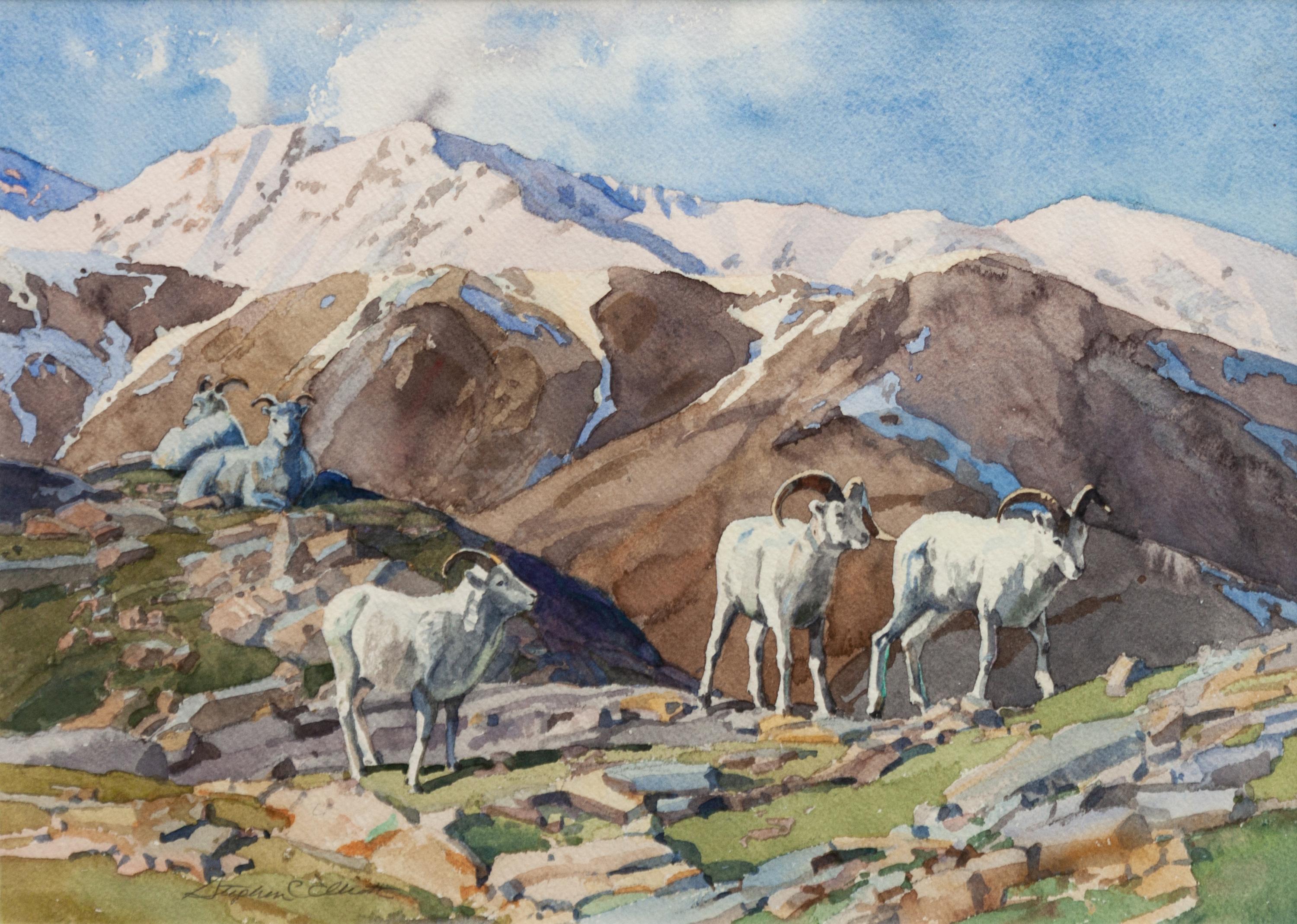 Big Horn Sheep