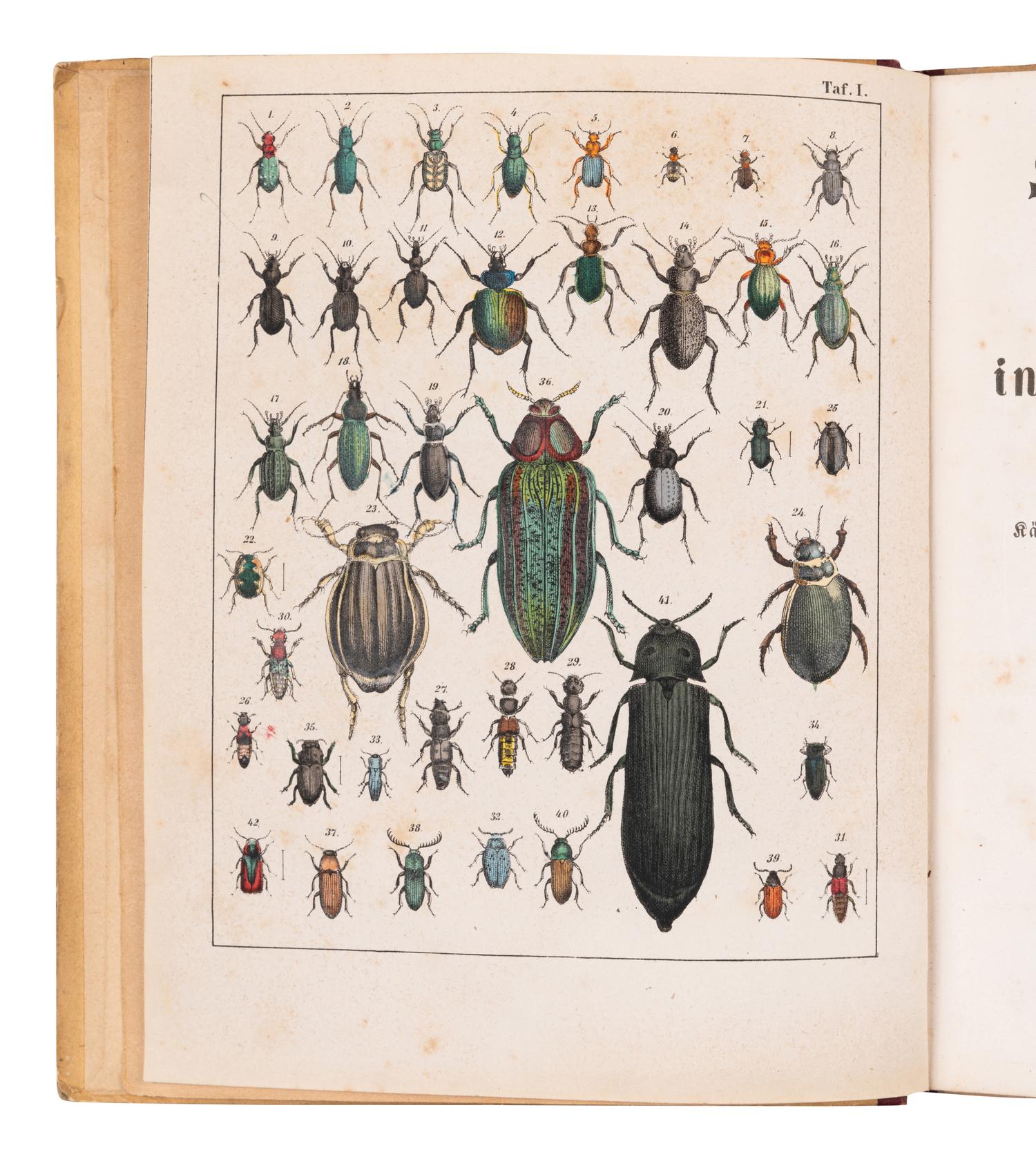 [ENTOMOLOGY & BEETLES]. A group of 47 works, comprising: