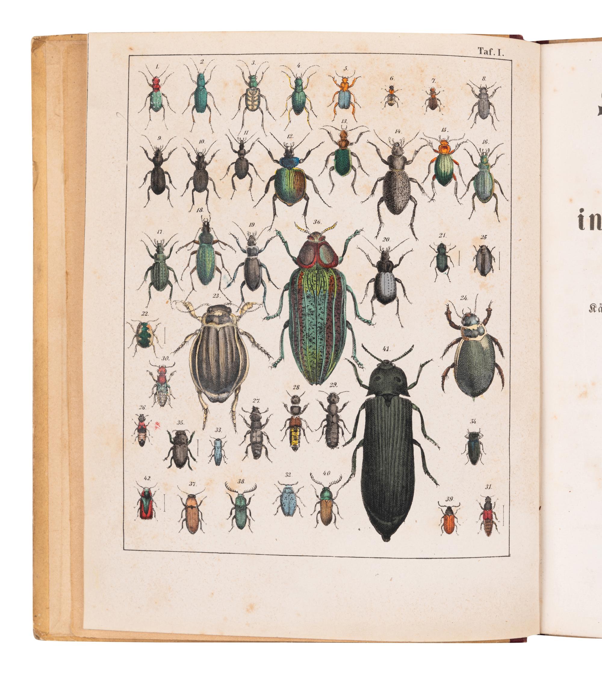 [ENTOMOLOGY & BEETLES]. A group of 47 works, comprising: