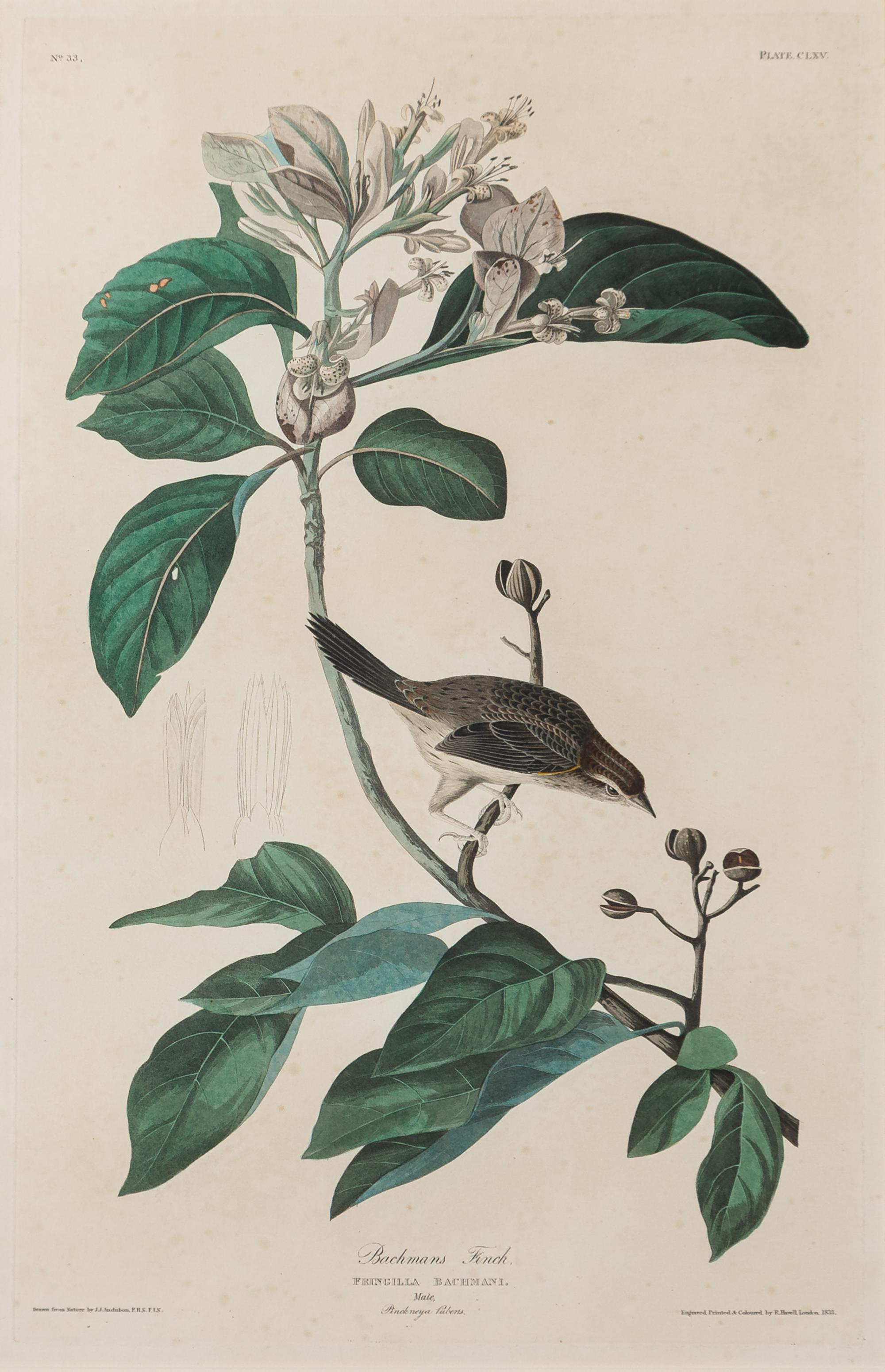 AUDUBON, John James (1785-1851). Bachmans Finch (Plate CLXV)