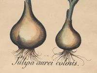 A Pair of Continental Botanical Engravings