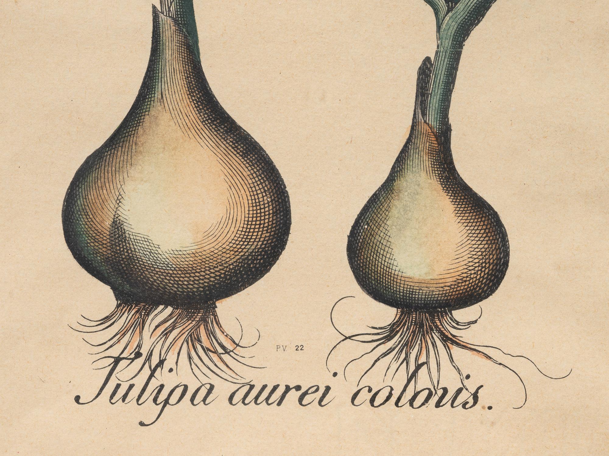 A Pair of Continental Botanical Engravings