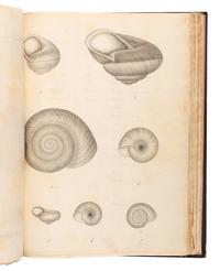 [MANUSCRIPTS—CONCHOLOGY]. TERVER, Ange Paulin (1798-1875). 2 manuscript notebooks containing a profusion of fine and accurate drawings of mollusks. [Lyons, ca 1830-1840].