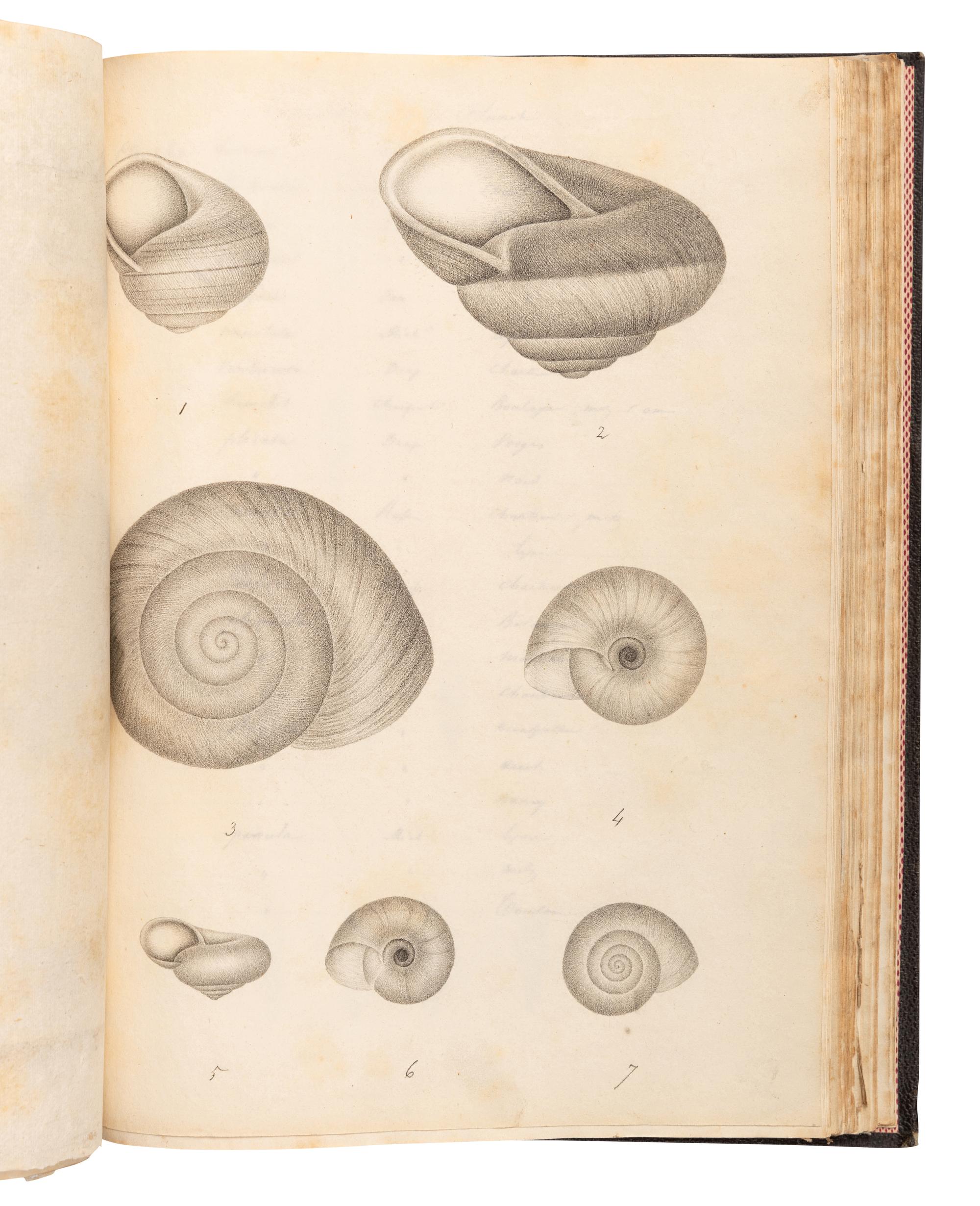 [MANUSCRIPTS—CONCHOLOGY]. TERVER, Ange Paulin (1798-1875). 2 manuscript notebooks containing a profusion of fine and accurate drawings of mollusks. [Lyons, ca 1830-1840].