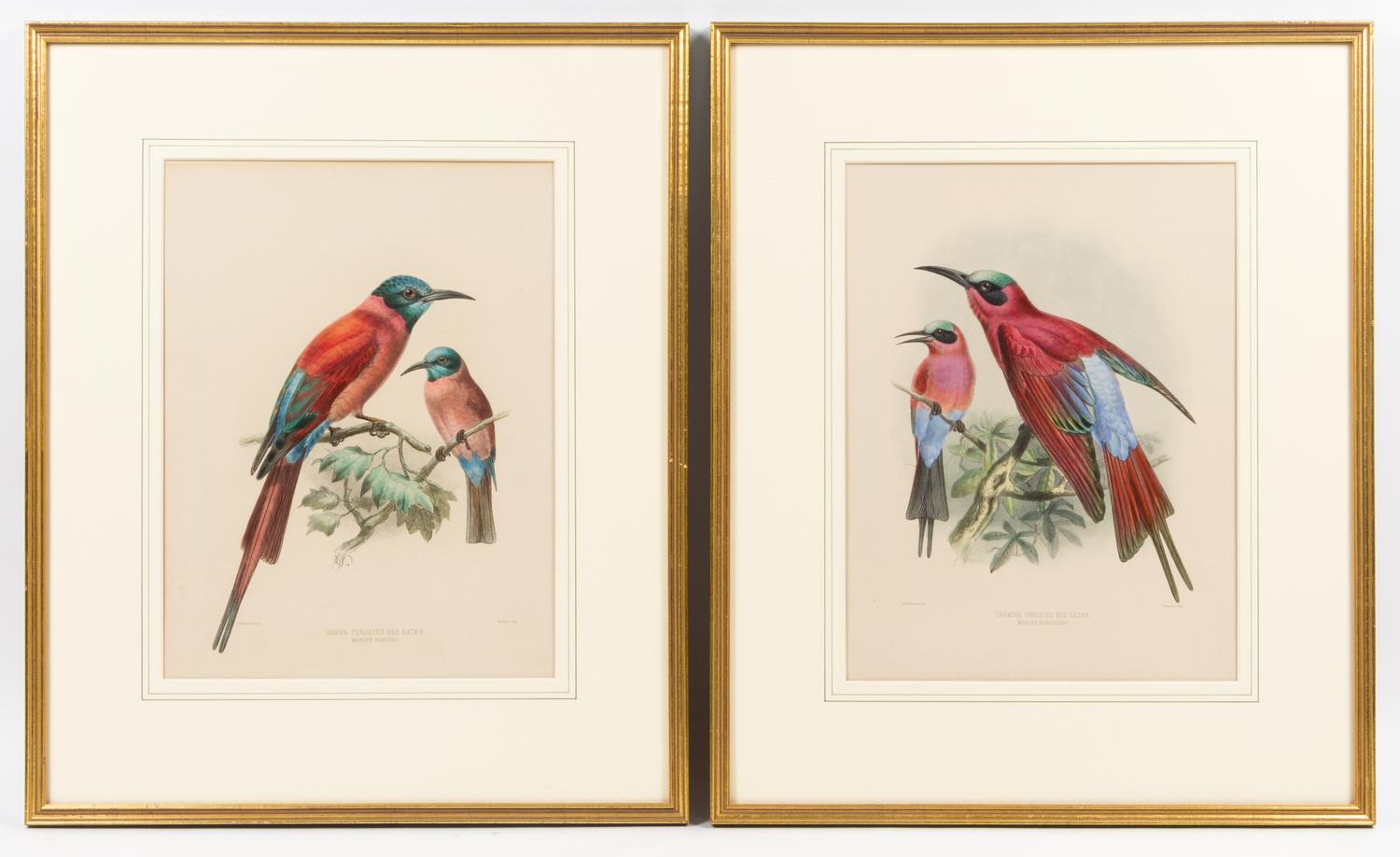 After Johannes Gerardus Keulemans, (English, 1842-1912), Green Throated Bee Eater - Merops Nubicus and Carmine Throated Bee Eater- Mero