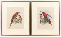 After Johannes Gerardus Keulemans, (English, 1842-1912), Green Throated Bee Eater - Merops Nubicus and Carmine Throated Bee Eater- Mero