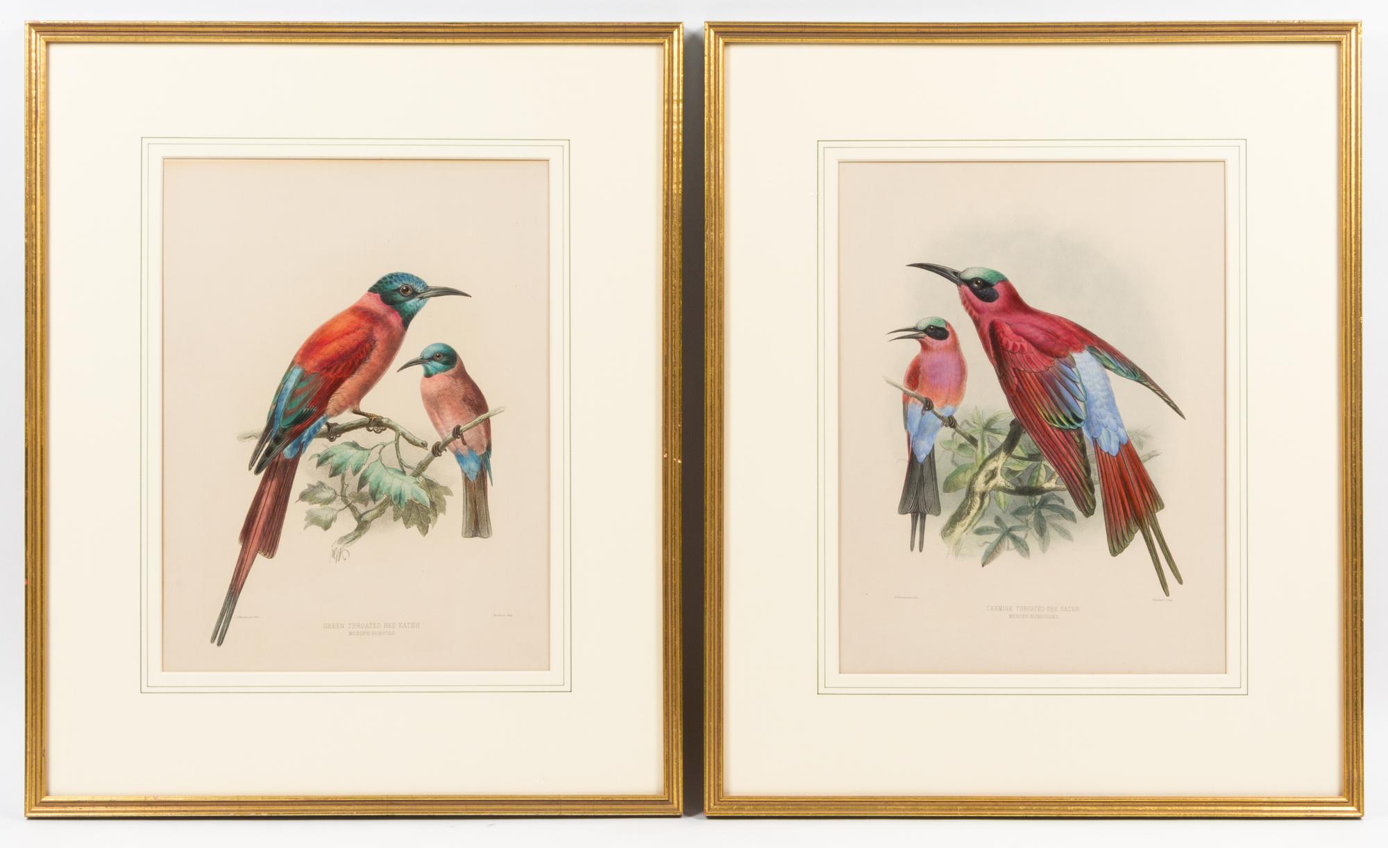 After Johannes Gerardus Keulemans, (English, 1842-1912), Green Throated Bee Eater - Merops Nubicus and Carmine Throated Bee Eater- Mero