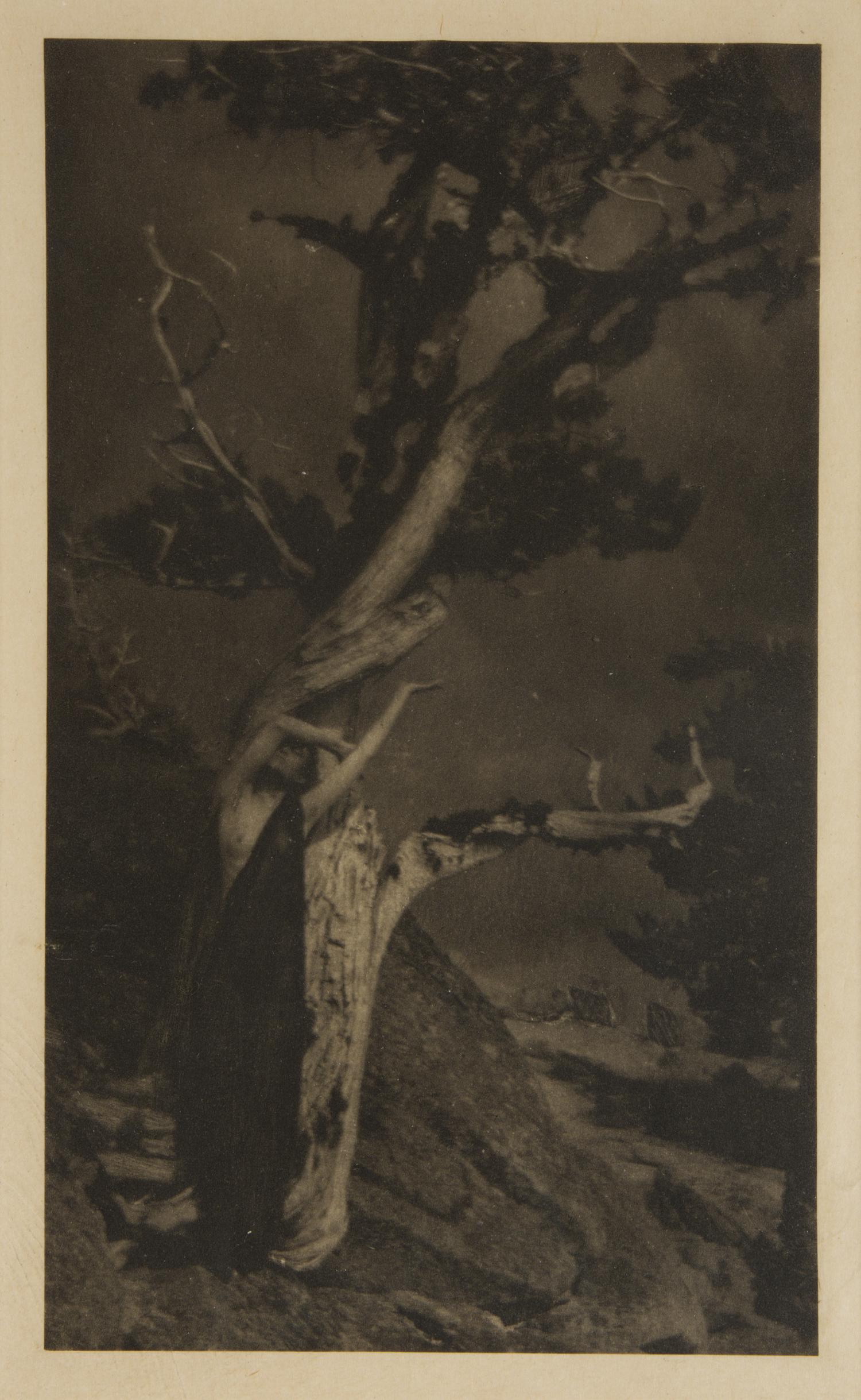 Anne W. Brigman (1869-1950) Dying Cedar (from 'Camera Work' No. 25) , 1909 Photogravure on tissue.