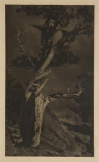 Anne W. Brigman (1869-1950) Dying Cedar (from 'Camera Work' No. 25) , 1909 Photogravure on tissue.