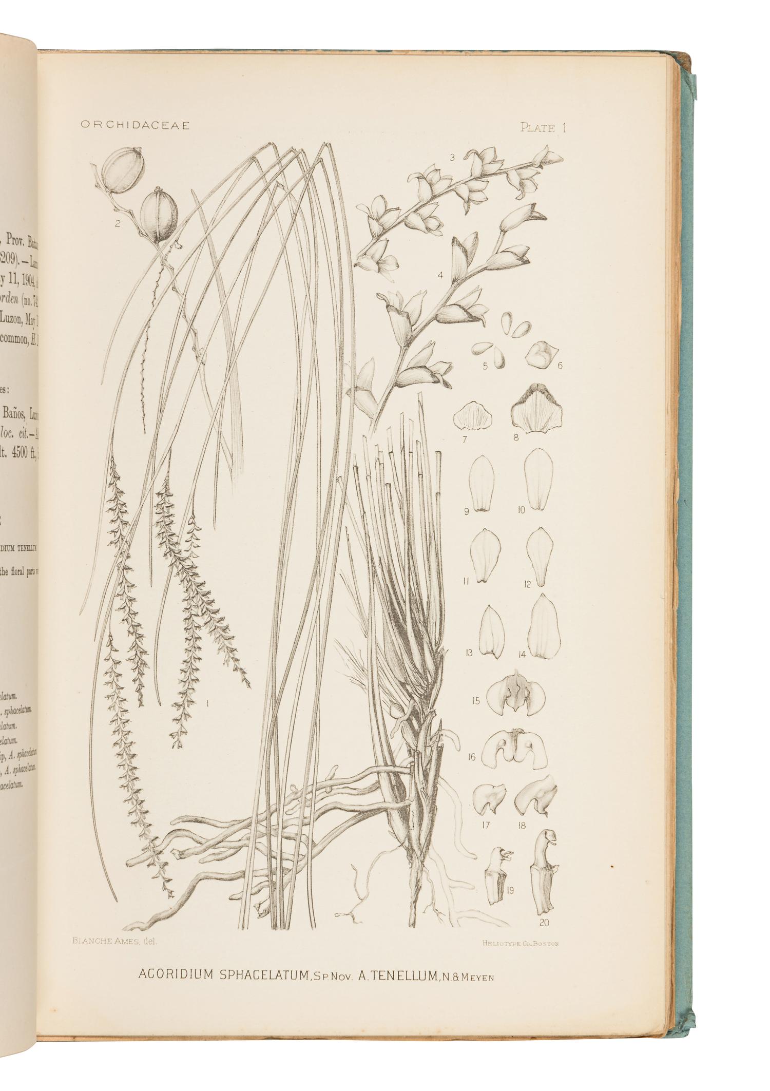 AMES, Oakes (1804-1873). A group of 7 works about orchids, including: