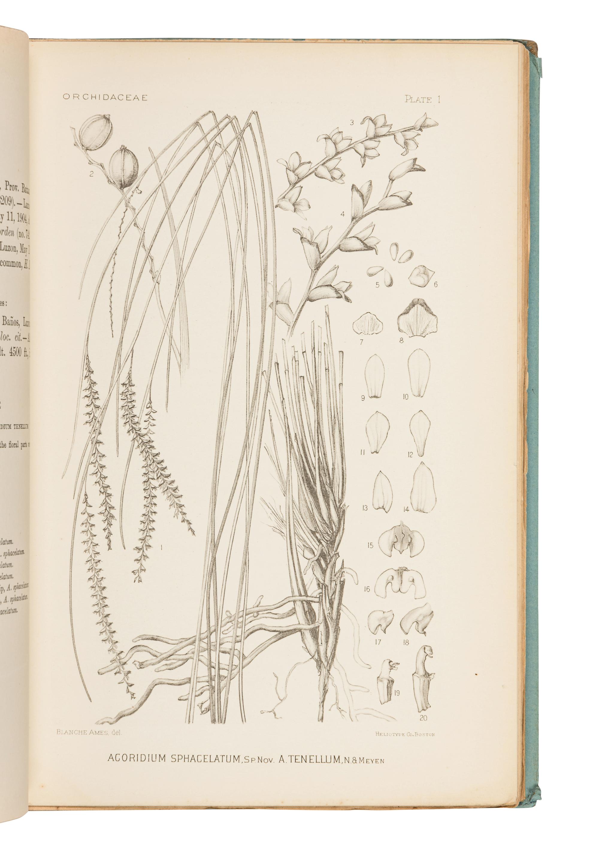 AMES, Oakes (1804-1873). A group of 7 works about orchids, including: