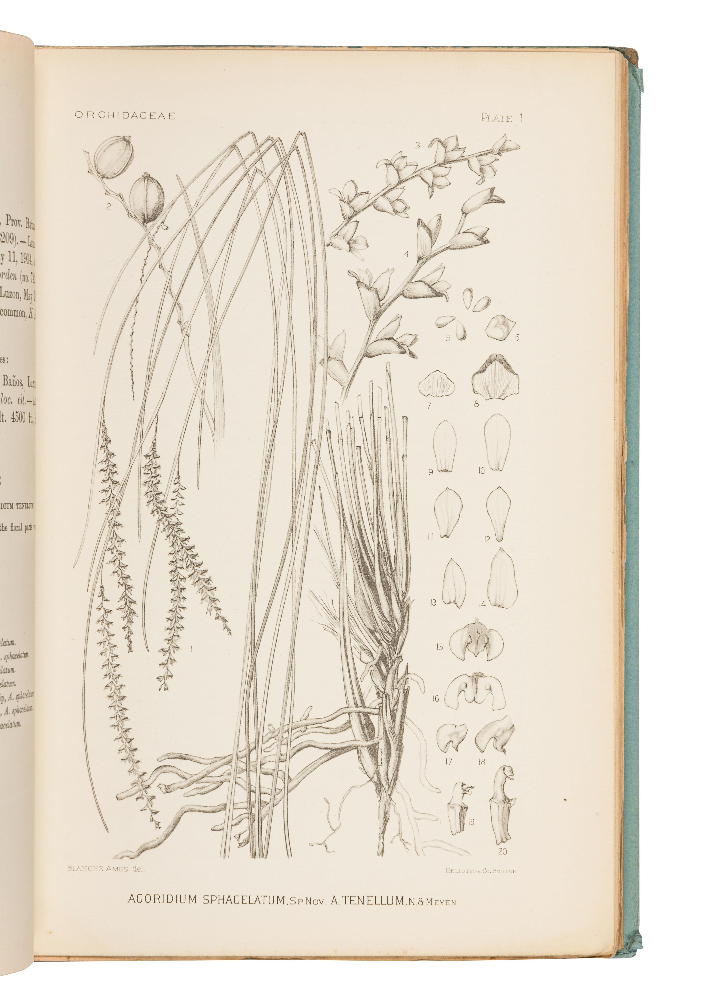 AMES, Oakes (1804-1873). A group of 7 works about orchids, including: