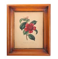 Three Botanical Engravings Height 13 1/2 x width 10 1/2 inches (sight)