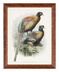 [Prints] Elliot, Daniel Giraud. Ringless Chinese Pheasant Phasianus decollatus