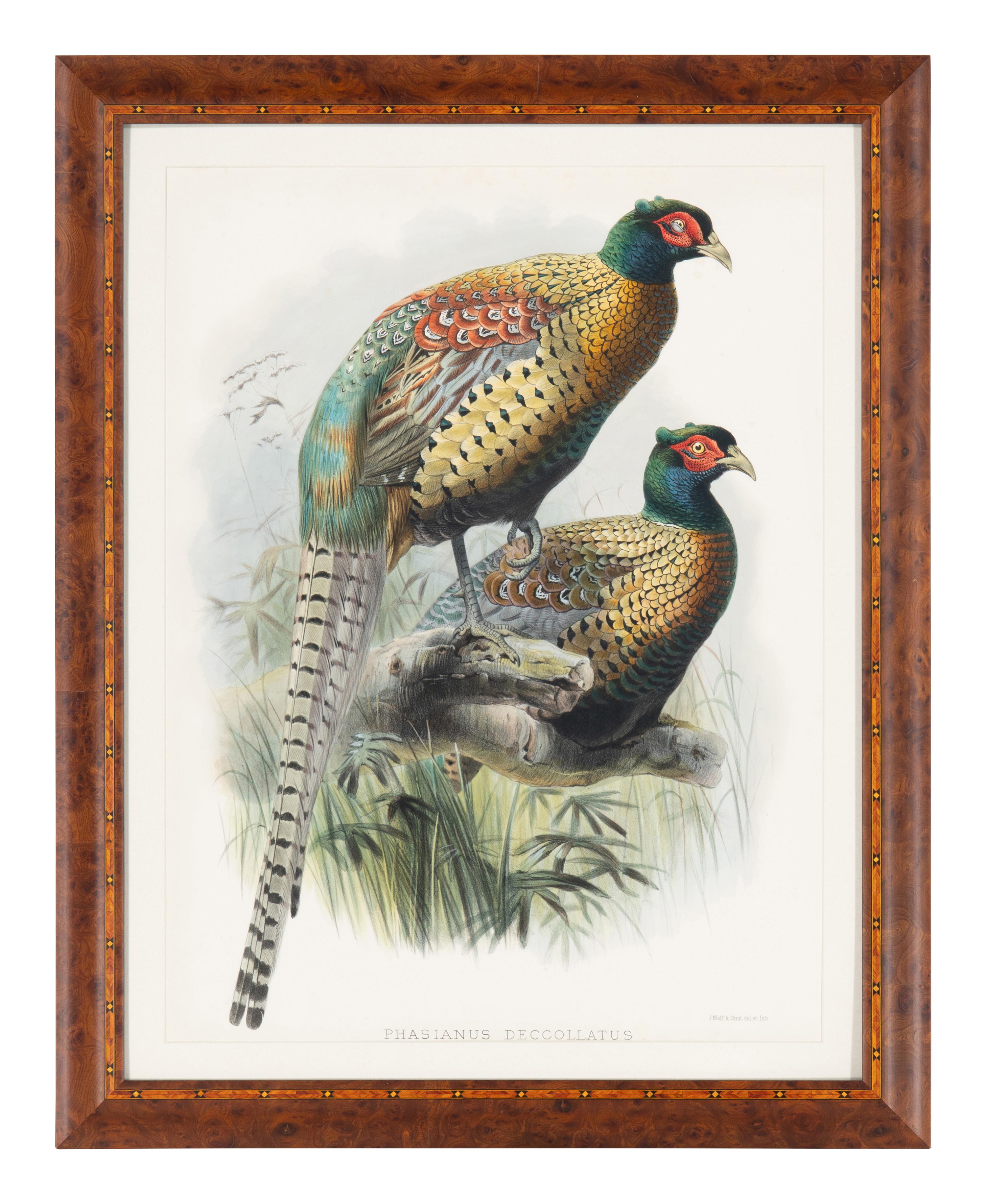 [Prints] Elliot, Daniel Giraud. Ringless Chinese Pheasant Phasianus decollatus