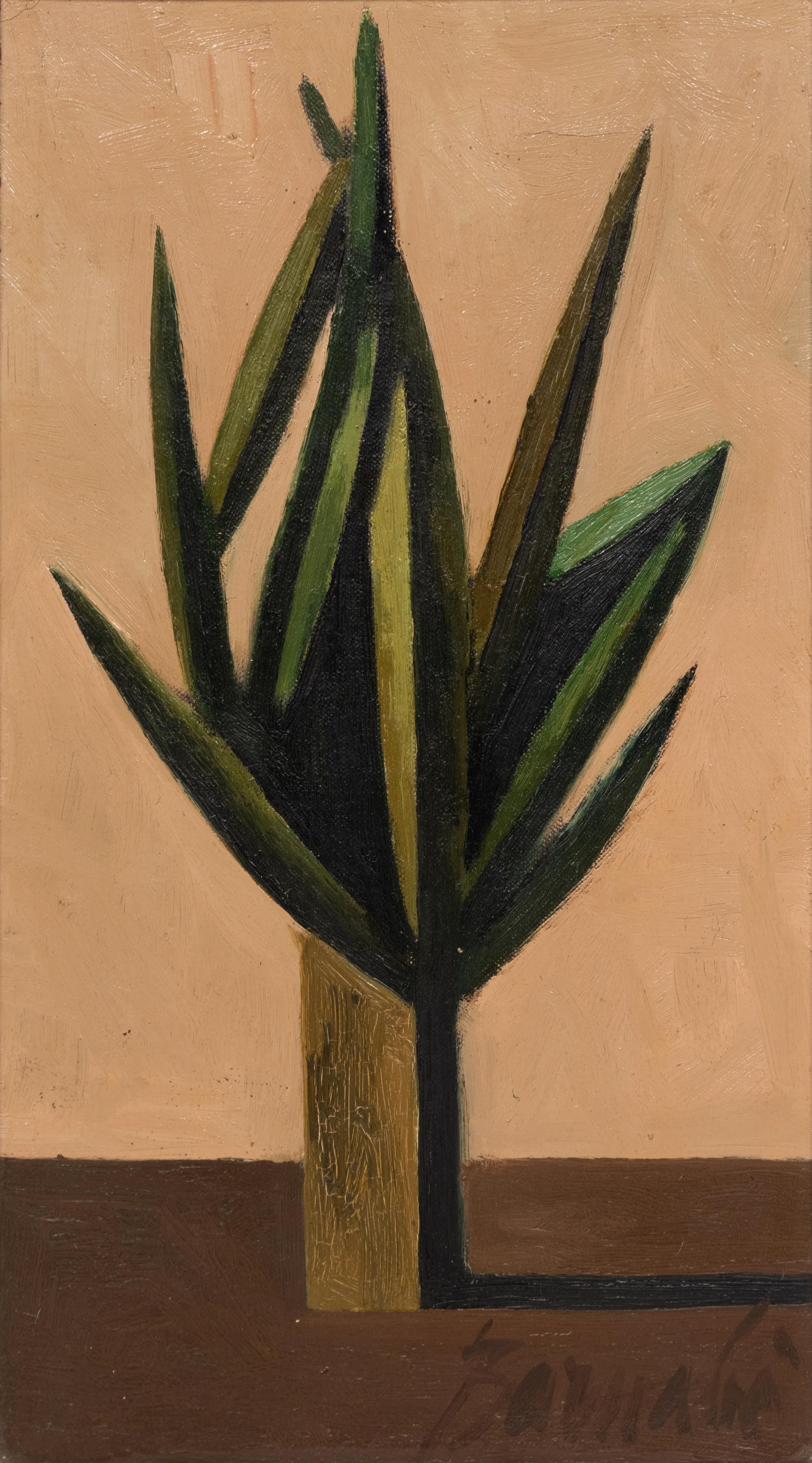 Plante Grasse