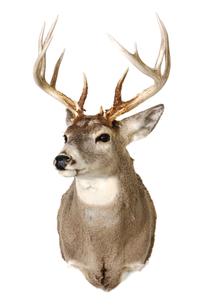 Two Mule Deer Shoulder Mounts