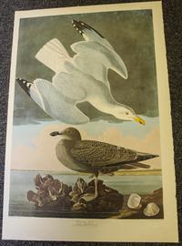 AMSTERDAM EDITION. Group of two facsimile prints from Audubon's Birds of America. Amsterdam, 1971-1972.