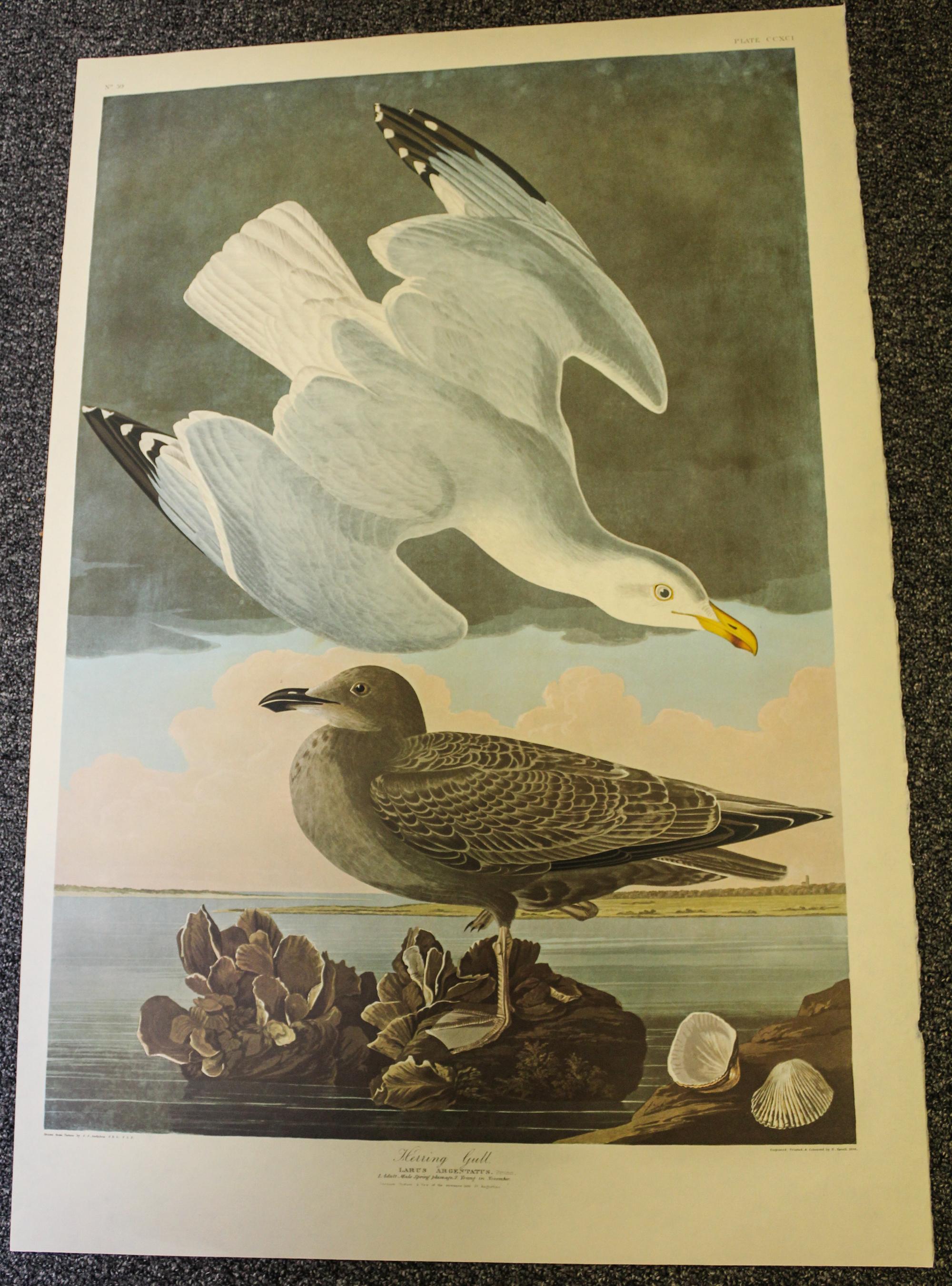AMSTERDAM EDITION. Group of two facsimile prints from Audubon's Birds of America. Amsterdam, 1971-1972.