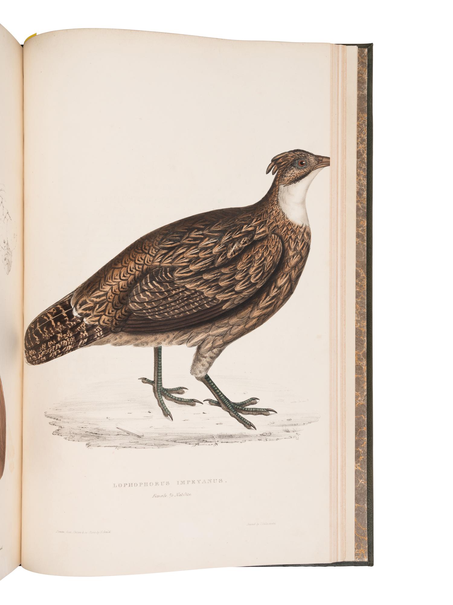 [NATURAL HISTORY]. GOULD, John (1804-1881) and Nicholas Aylward VIGORS (1787-1840). A Century of Birds from the Himalaya Mountains . London: [for the Author], 1831-[1832].