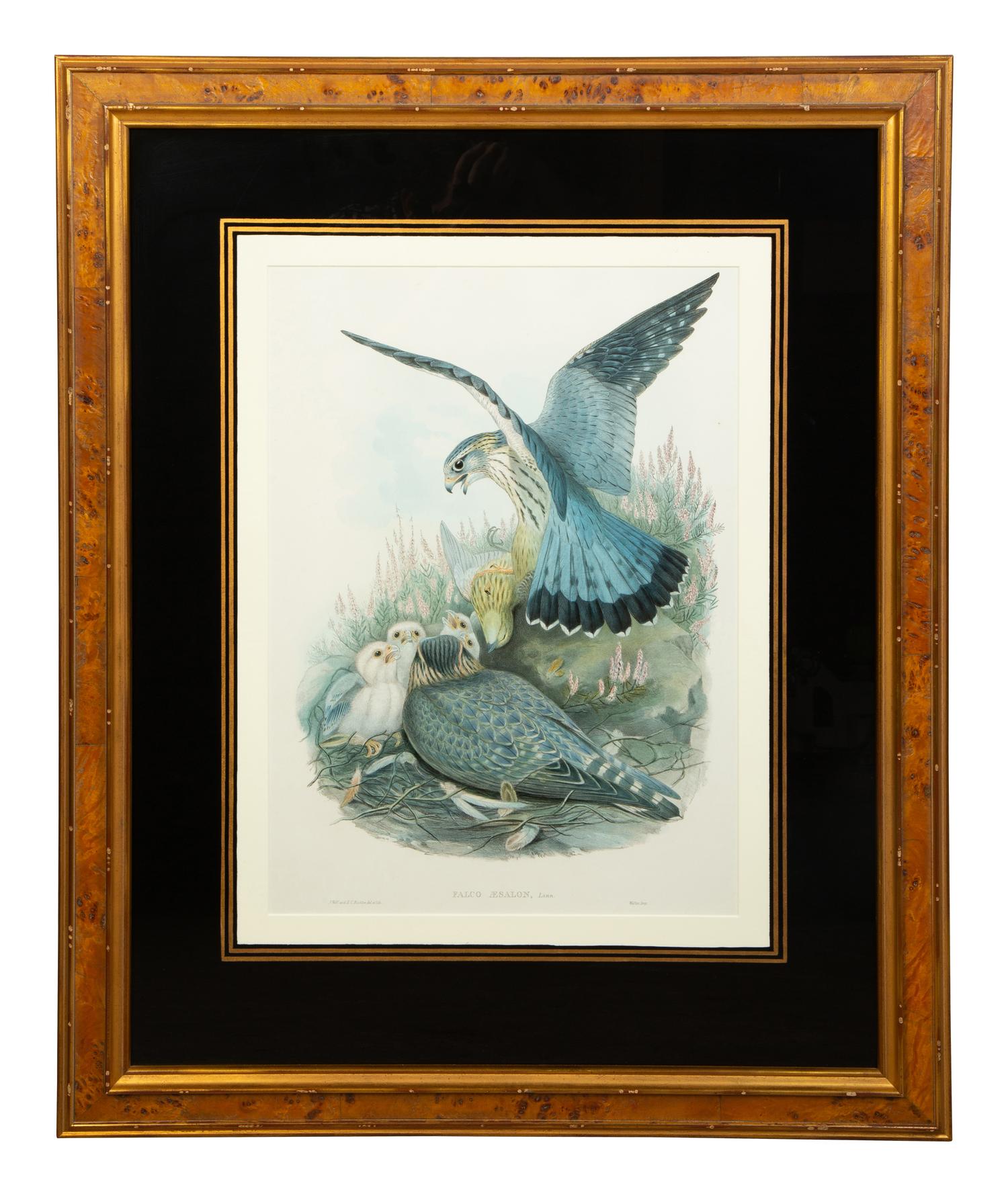 Nine Ornithological Color Lithographs from John Goulds Birds of Great Britain — 19TH CENTURY
