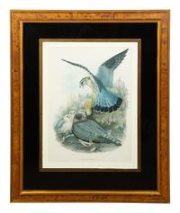 Nine Ornithological Color Lithographs from John Goulds Birds of Great Britain — 19TH CENTURY
