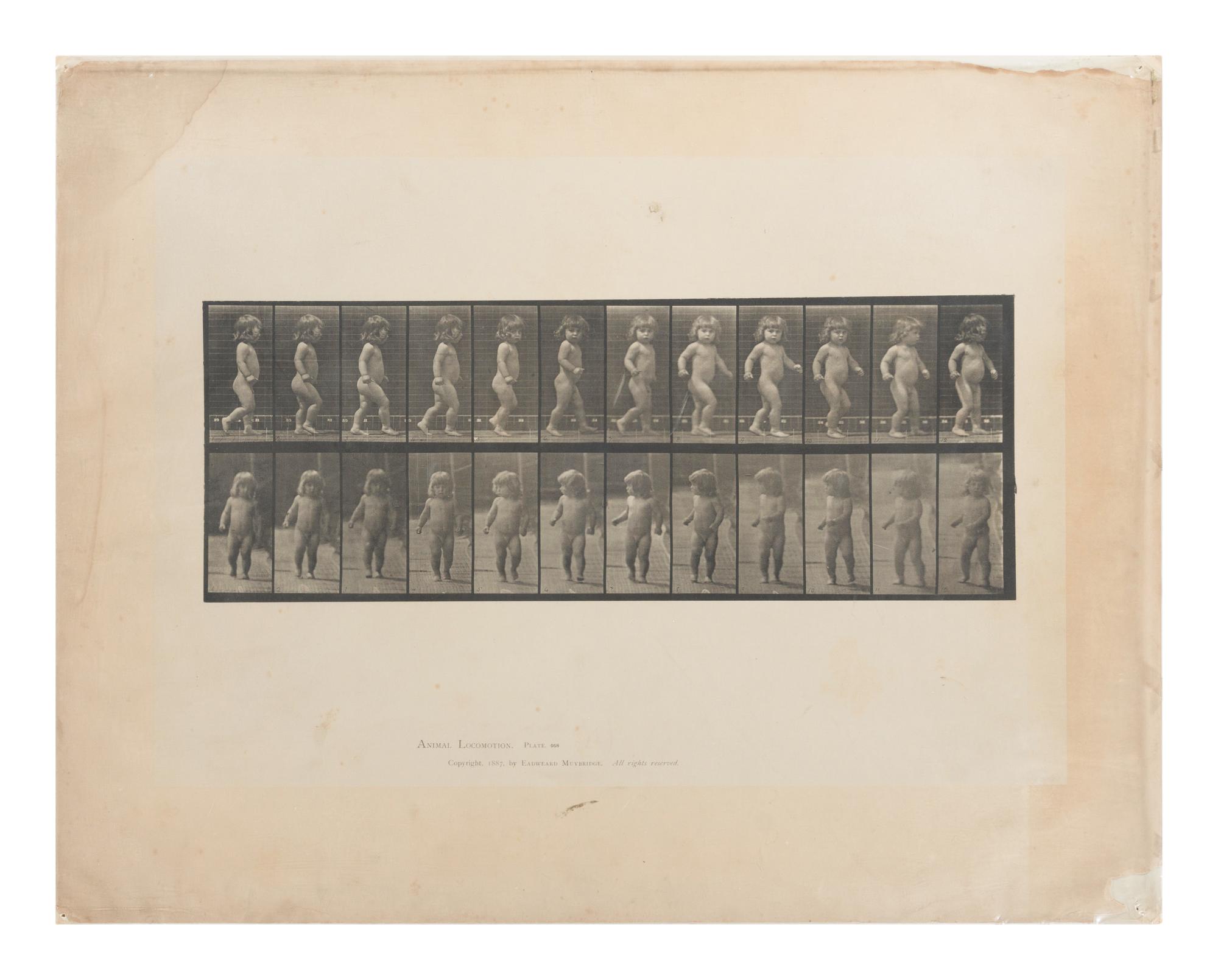 15 Plates from Animal Locomotion , 1887