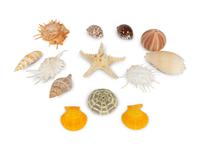 A Large Collection of Shells