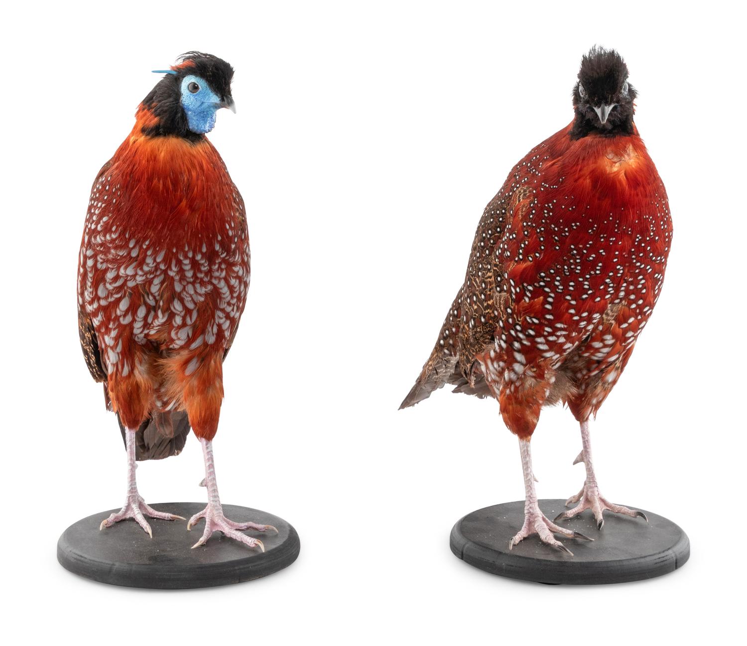 A Pair of Taxidermy Pheasants