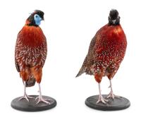 A Pair of Taxidermy Pheasants