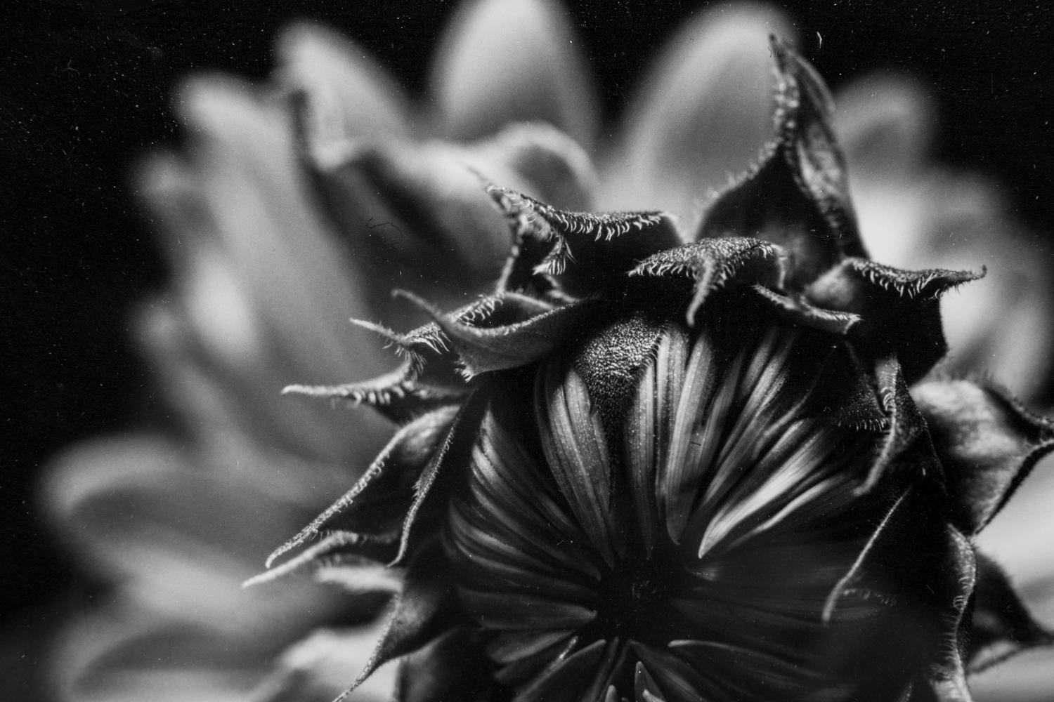Paul Caponigro (born 1932) Winthrop, Massachusetts, 1965