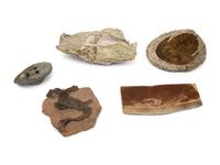 Five Prehistoric Fossils