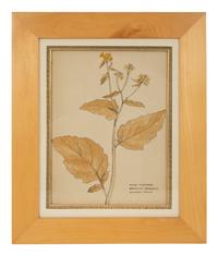 Eighteen Botanical Watercolors