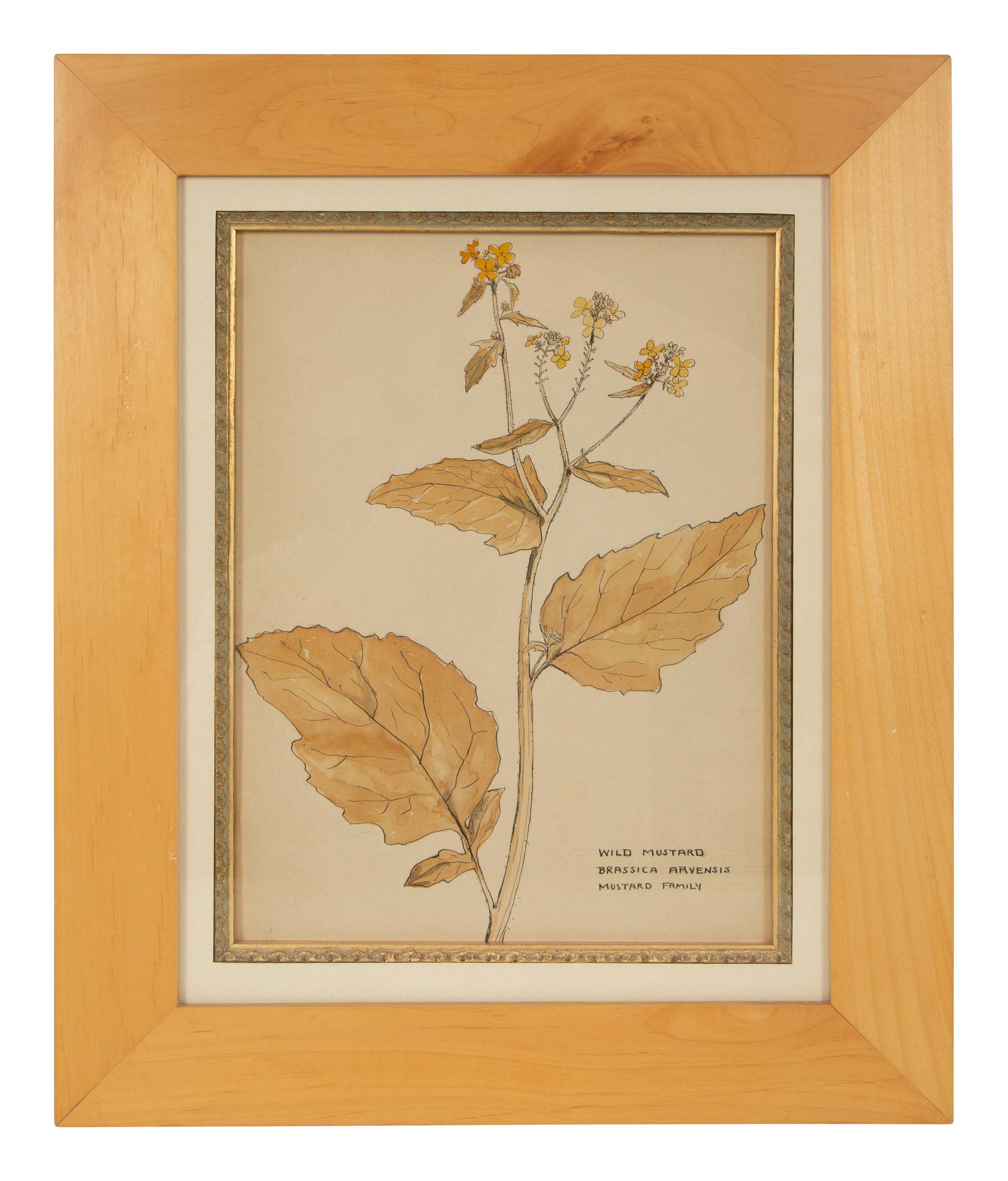 Eighteen Botanical Watercolors