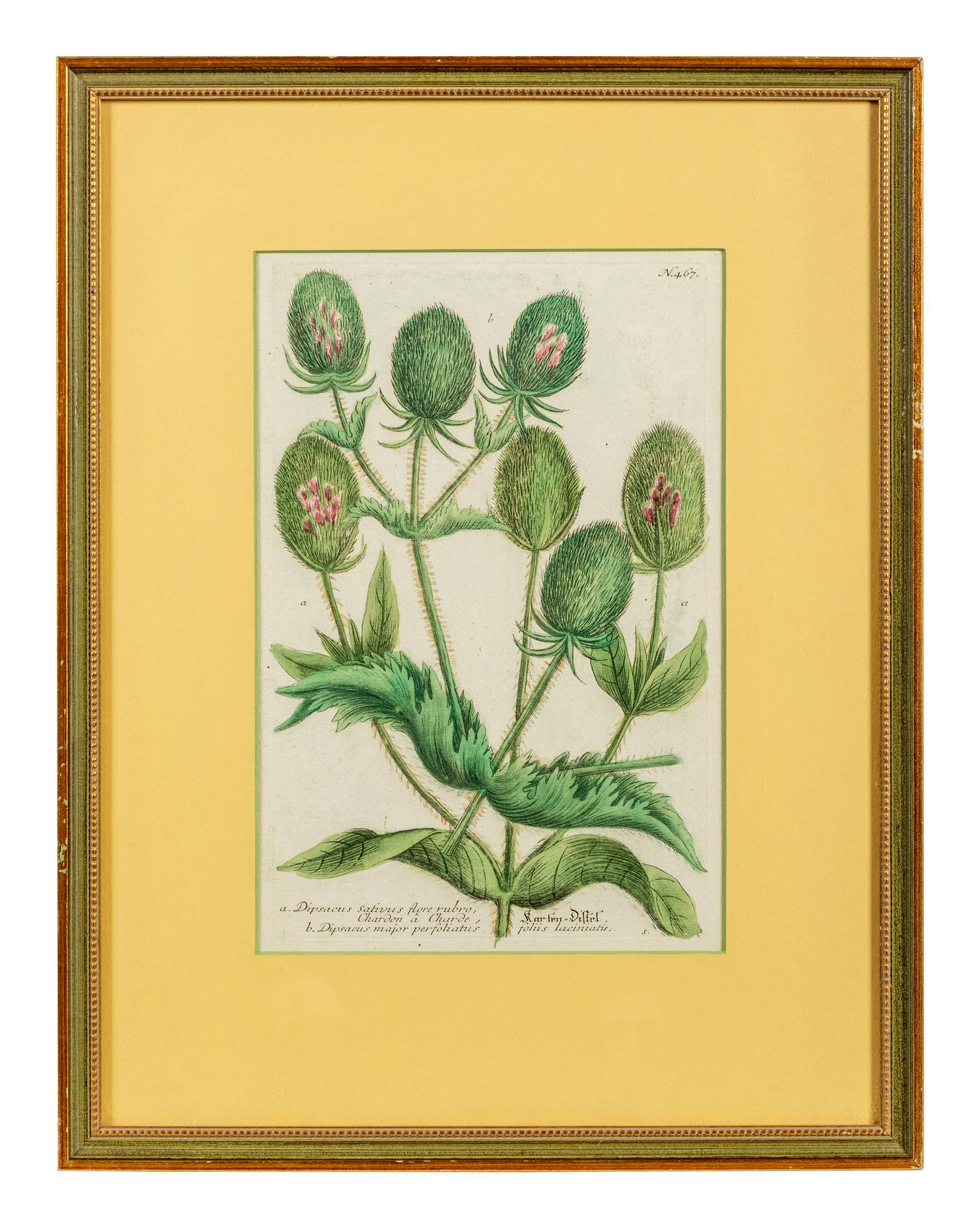 A Set of Six Hand-Colored Botanical Engravings