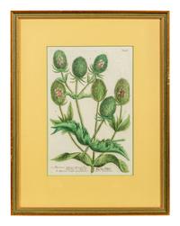 A Set of Six Hand-Colored Botanical Engravings