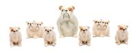 A Group of Seven Beswick Porcelain Bulldogs Height of tallest 4 inches.