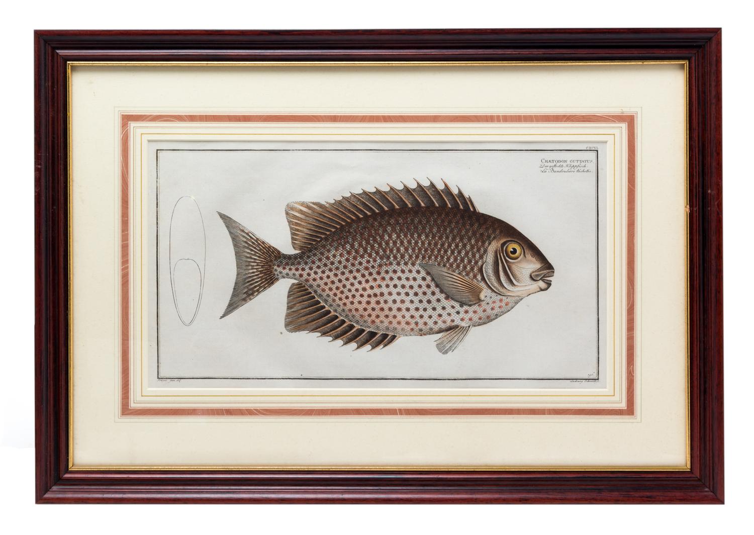 Four German Handcolored Fish Engravings 7 3/4 x 14 inches. — 18TH CENTURY