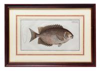 Four German Handcolored Fish Engravings 7 3/4 x 14 inches. — 18TH CENTURY
