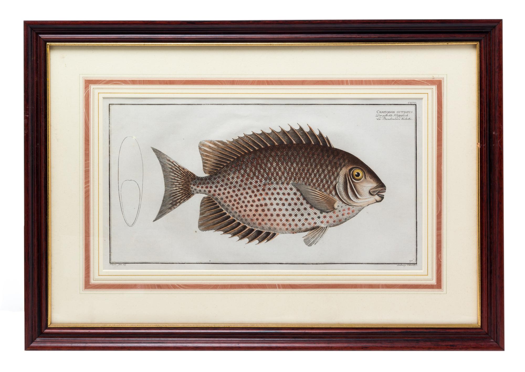 Four German Handcolored Fish Engravings 7 3/4 x 14 inches. — 18TH CENTURY