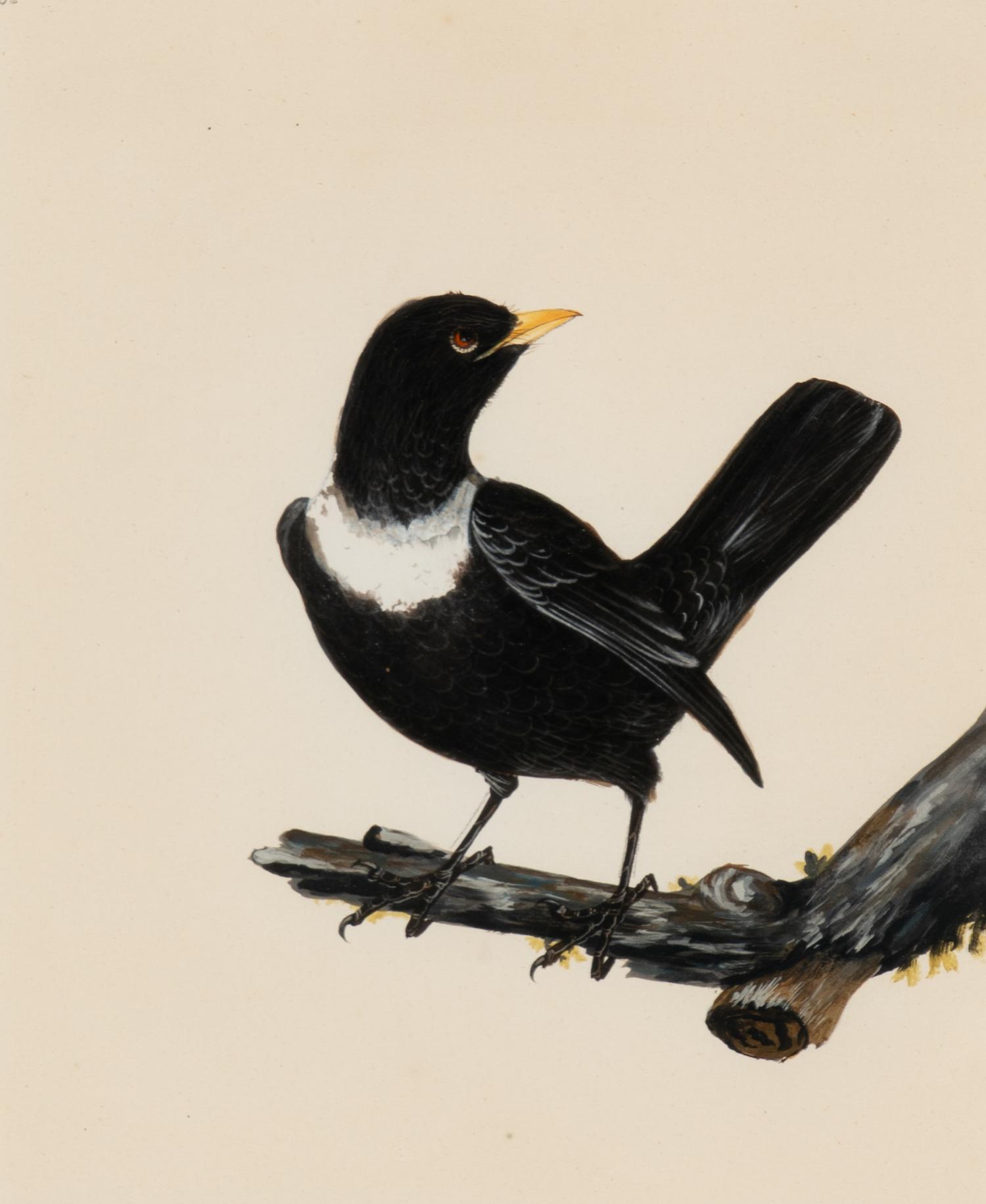 Six Bird Portraits