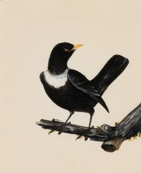 Six Bird Portraits