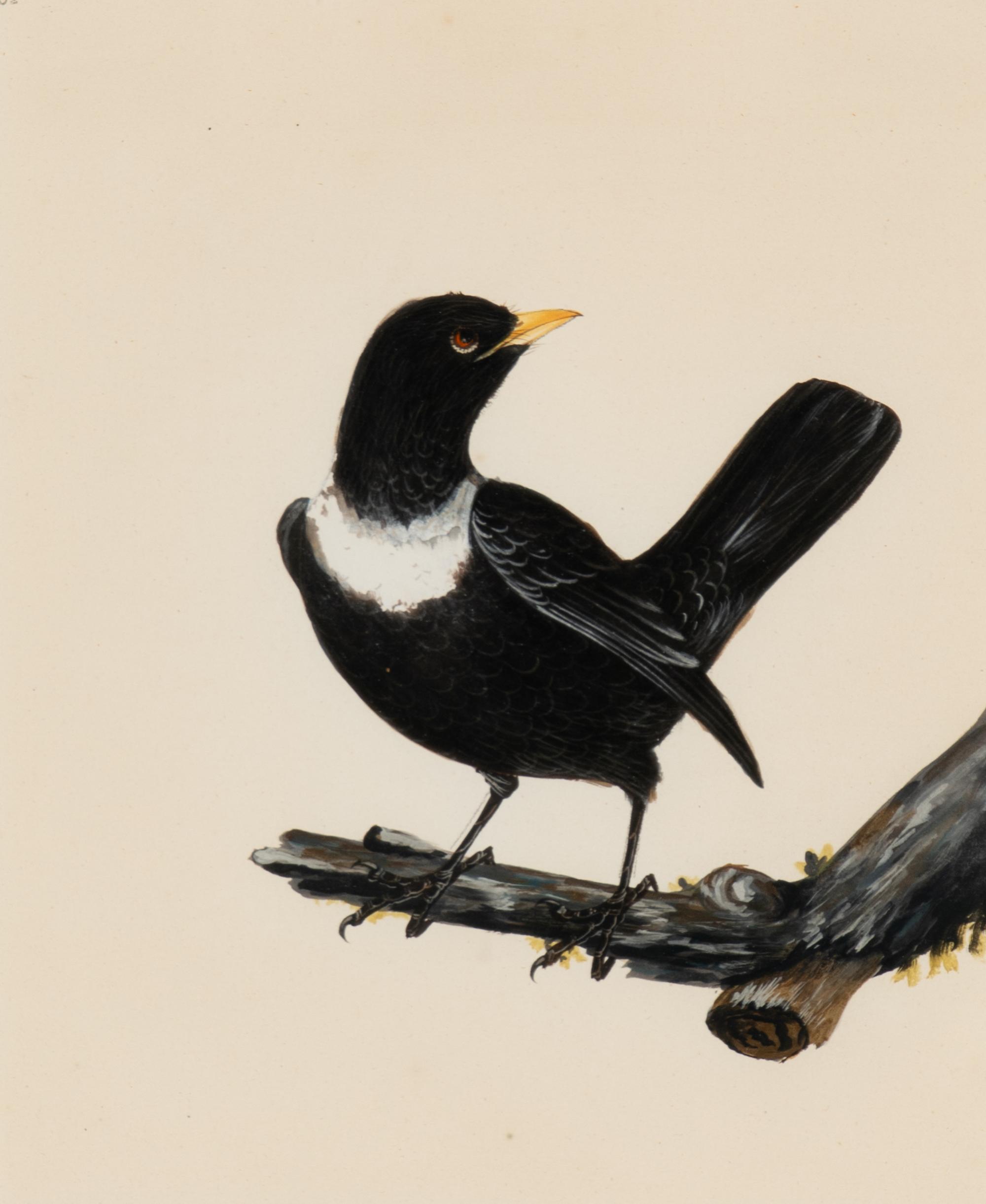Six Bird Portraits