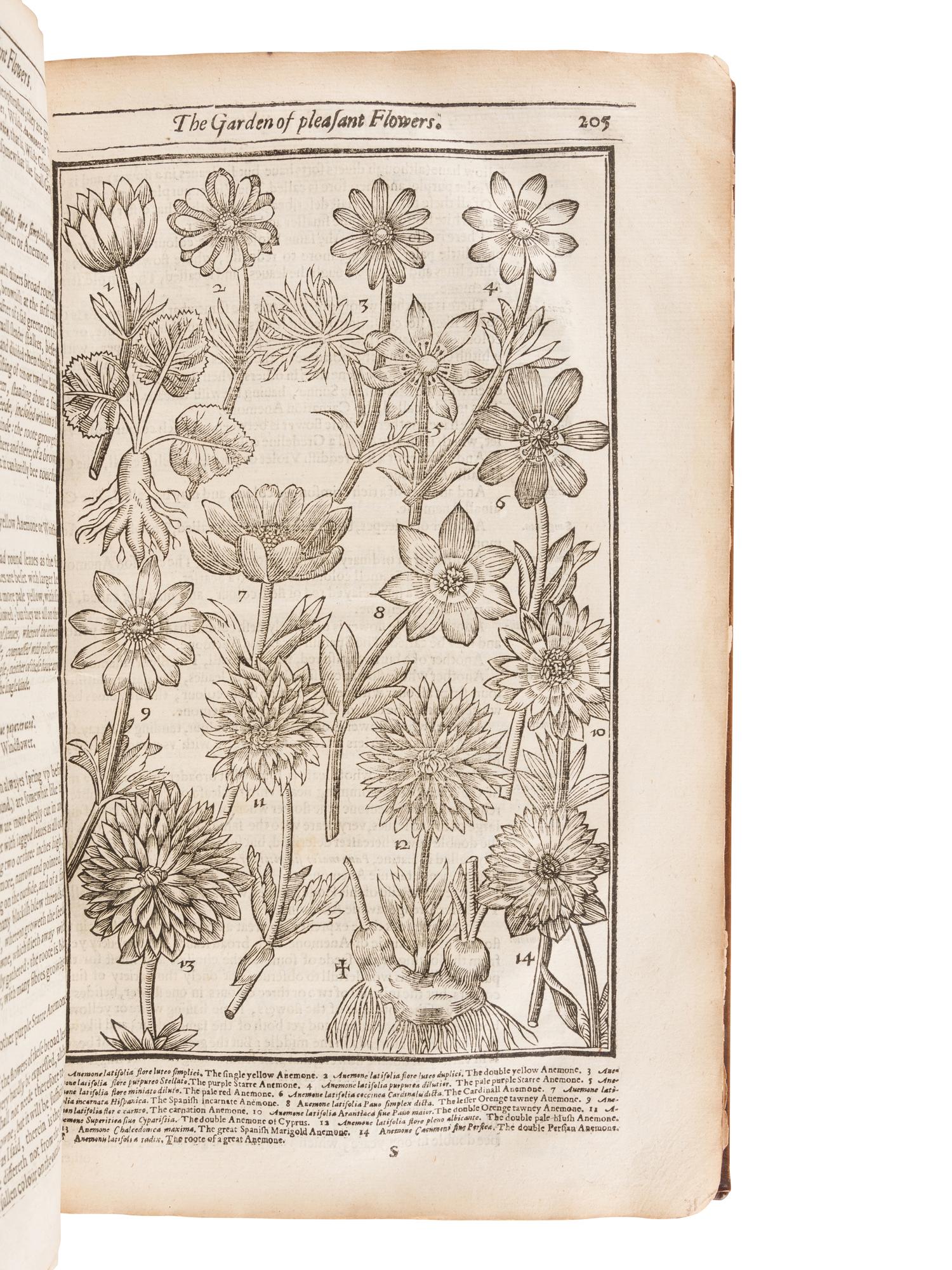 PARKINSON, John (1567-1650). Paradisi in sole Paradisus Terrestris. Or a Garden of all sorts of pleasant flowers . London: Humfrey Lownes and Robert Young, 1629.