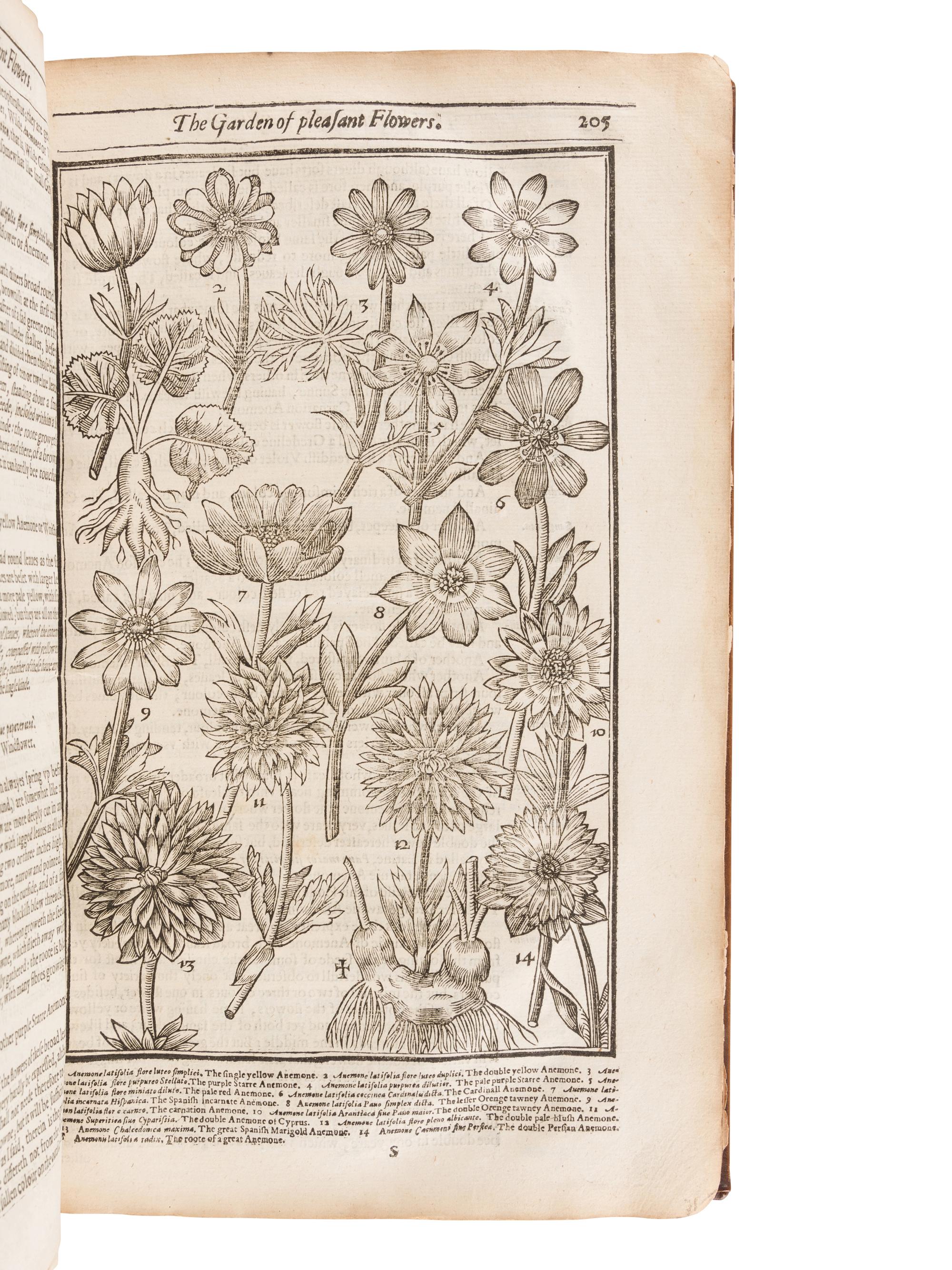 PARKINSON, John (1567-1650). Paradisi in sole Paradisus Terrestris. Or a Garden of all sorts of pleasant flowers . London: Humfrey Lownes and Robert Young, 1629.