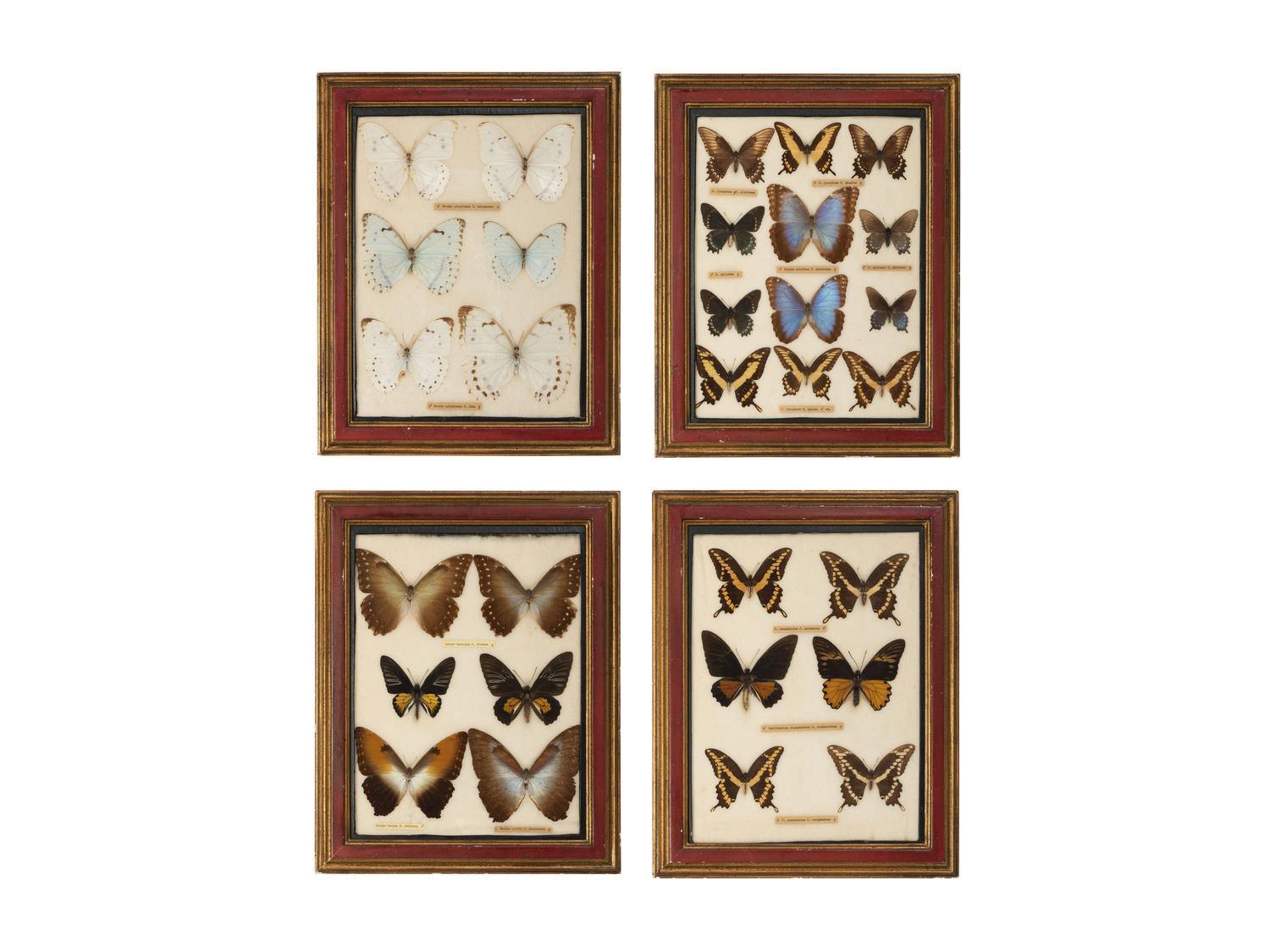 Four Framed Groups of Lepidopterological Specimens