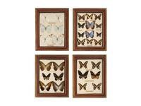 Four Framed Groups of Lepidopterological Specimens