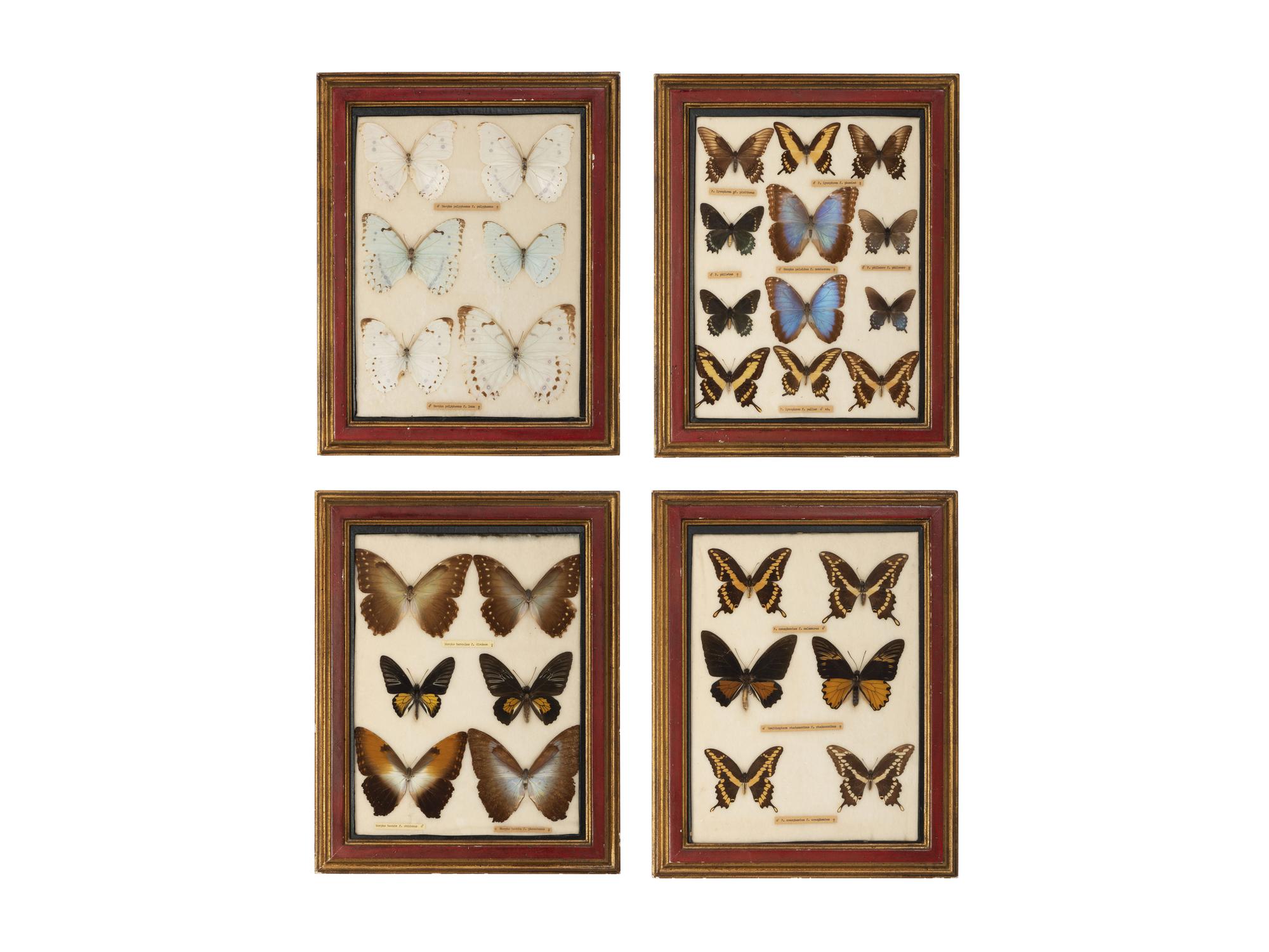 Four Framed Groups of Lepidopterological Specimens