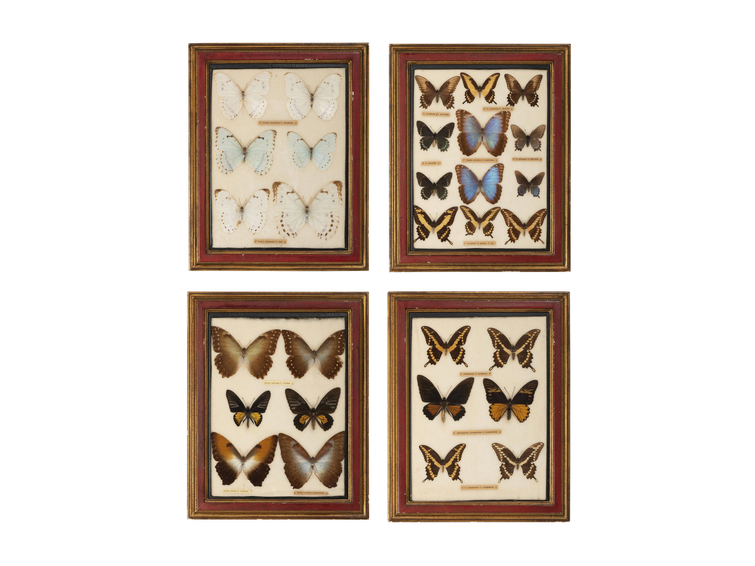 Four Framed Groups of Lepidopterological Specimens