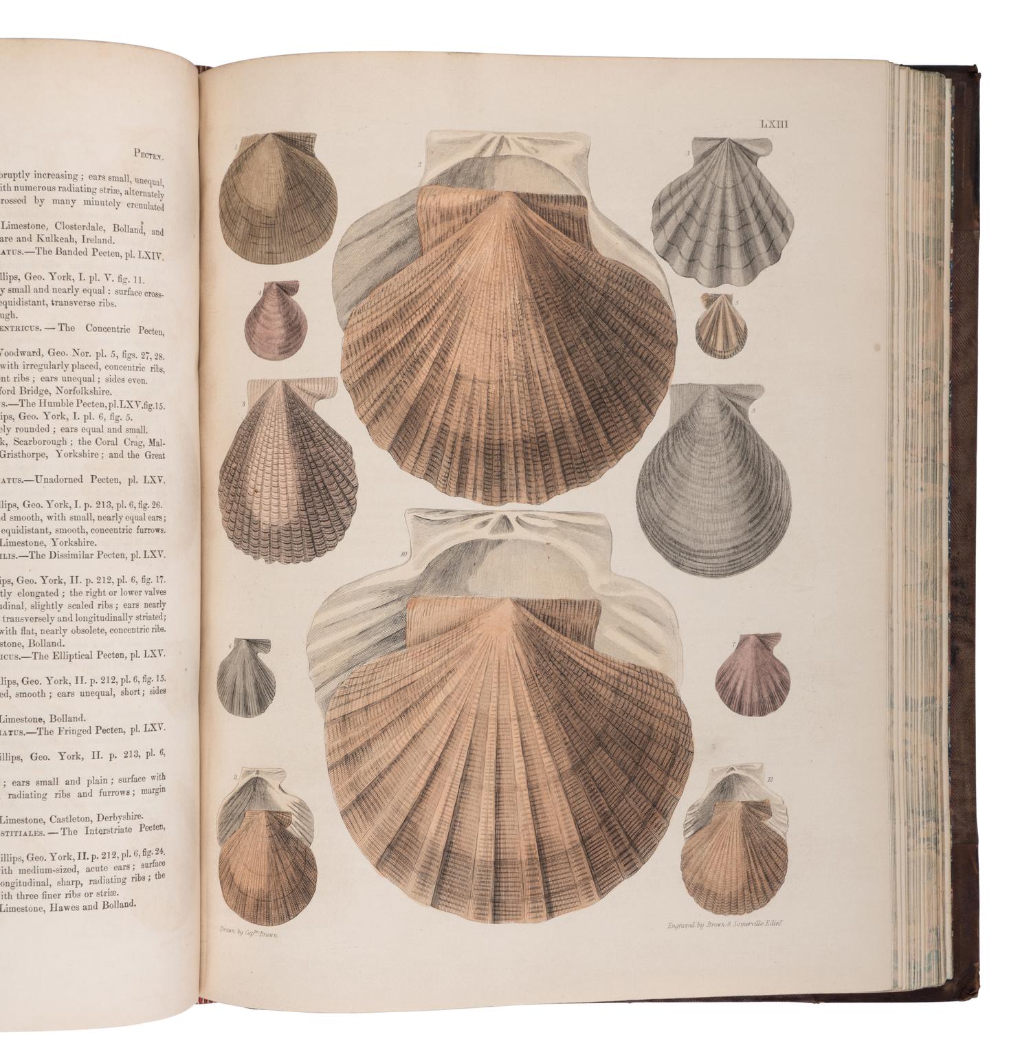 [NATURAL HISTORY]. BROWN, Thomas (1785-1862). Illustrations of Fossil Conchology. London: Smith, Elder, and Co., 1849.